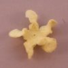 Curly Gardenia 1" (2.5cm) - Lot de 2