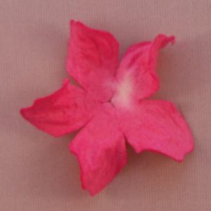 Curly Gardenia 1″ (2.5cm) bicolore – Lot de 2 – Blanc/Fushia