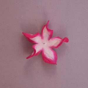 Curly Gardenia 2″ (5cm) bicolore – Lot de 2 – Blanc/Fushia